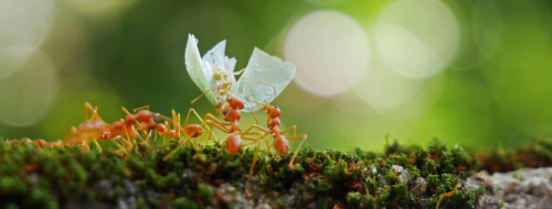 cuentos de 150 palabras para niños