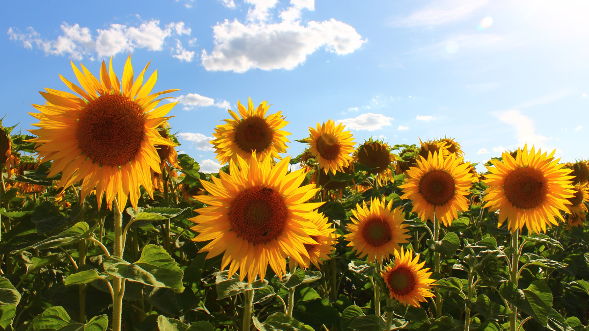 El arte de las flores en goma eva. Hoy: Girasol